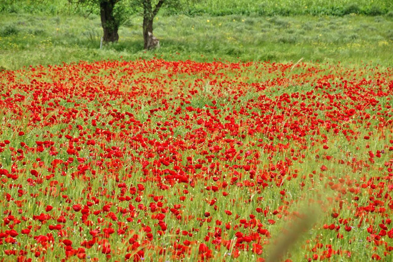 Chalet Coquelicot Kalávryta Eksteriør bilde